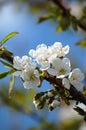 Blossoming cherry tree Royalty Free Stock Photo