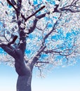 Blossoming cherry-tree Royalty Free Stock Photo