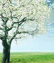 Blossoming cherry-tree Royalty Free Stock Photo