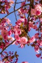 Blossoming cherry tree