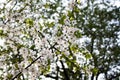 Blossoming cherry tree branch in park Royalty Free Stock Photo