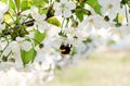 Blossoming cherry tree flowers and bee Royalty Free Stock Photo