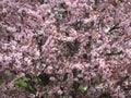 Blossoming cherry tree in the garden in early spring. Uzhhorod of Transcarpathia Royalty Free Stock Photo
