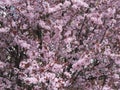 Blossoming cherry tree in the garden in early spring. Uzhhorod of Transcarpathia