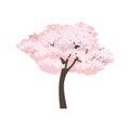 Blossoming cherry tree isolated on white
