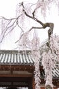 Blossoming cherry tree in Nara Royalty Free Stock Photo