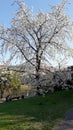 blossoming cherry tree in a park Royalty Free Stock Photo