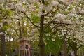 The blossoming cherry tree in the park Royalty Free Stock Photo