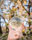 Blossoming cherry tree reflection in a lens ball held by a woman`s hand Royalty Free Stock Photo