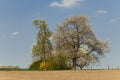 Blossoming cherry tree in spring, North Rhine-Westphalia, Germany