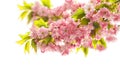 Blossoming of cherry tree. Spring sakura flowers over white Royalty Free Stock Photo