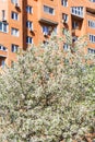 Blossoming cherry tree and urban apartment house Royalty Free Stock Photo