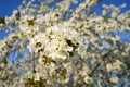 Blossoming cherry tree. White blooming flowers on the big cherry tree. Beautiful white flowers. Royalty Free Stock Photo