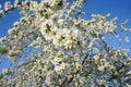 Blossoming cherry tree. White blooming flowers on the big cherry tree. Beautiful white flowers. Royalty Free Stock Photo