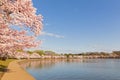 Blossoming cherry trees around Tidal Basin reservoir in Washington DC, USA Royalty Free Stock Photo