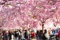 Blossoming cherry trees in central Stockholm Royalty Free Stock Photo