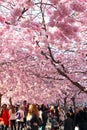 Blossoming cherry trees in central Stockholm Royalty Free Stock Photo