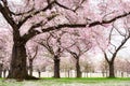 Blossoming cherry trees with dreamy feel Royalty Free Stock Photo