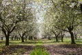 Blossoming cherry trees Royalty Free Stock Photo