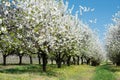 Blossoming cherry trees Royalty Free Stock Photo