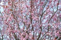 Blossoming cherry trees in spring, Spring Background Royalty Free Stock Photo