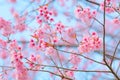 Blossoming cherry trees in spring Royalty Free Stock Photo