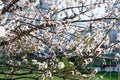 Blossoming cherry trees in spring. Sakura branches