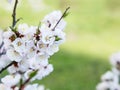 Blossoming cherry trees in spring. Sakura branches with sunlight. Nature