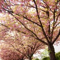 Blossoming cherry trees. Spring in Vienna - retro photo. Royalty Free Stock Photo