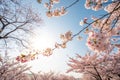 Blossoming Cherry Trees and the Sun Royalty Free Stock Photo