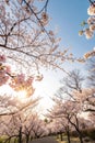 Blossoming Cherry Trees and the Sun Royalty Free Stock Photo