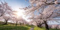 Blossoming Cherry Trees and the Sun Royalty Free Stock Photo