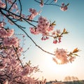 Blossoming Cherry Trees and the Sun Royalty Free Stock Photo