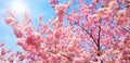 Blossoming cherry trees and the sun Royalty Free Stock Photo