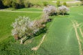 Blossoming cherry trees in the Taunus Royalty Free Stock Photo