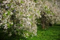 Blossoming cherry trees with white flowers Royalty Free Stock Photo