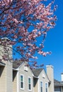 Blossoming cherrytree and typical american houses on the backgro