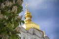 Blossoming chestnut on the background of the golden domes of the church. Kiev Royalty Free Stock Photo