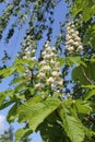 Blossoming chestnut flowers on the background of clear blue sky in spring in Kaunas, Lithuania Royalty Free Stock Photo