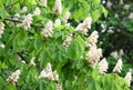 Blossoming chestnut tree