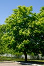 Blossoming chestnut tree Aesculus hippocastanum in park Royalty Free Stock Photo