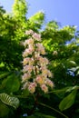 Blossoming chestnut tree