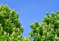 Blossoming chestnut tree Royalty Free Stock Photo