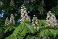 Blossoming chestnut tree in spring closeup Royalty Free Stock Photo