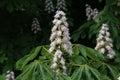 Blossoming chestnut tree in spring closeup Royalty Free Stock Photo