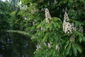 Blossoming chestnut tree in spring closeup Royalty Free Stock Photo