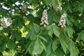 Blossoming chestnut tree in spring closeup Royalty Free Stock Photo