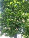 Blossoming chestnut tree in spring closeup Royalty Free Stock Photo