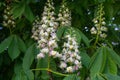 Blossoming chestnut tree in spring closeup Royalty Free Stock Photo