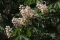 Blossoming chestnut tree in spring closeup